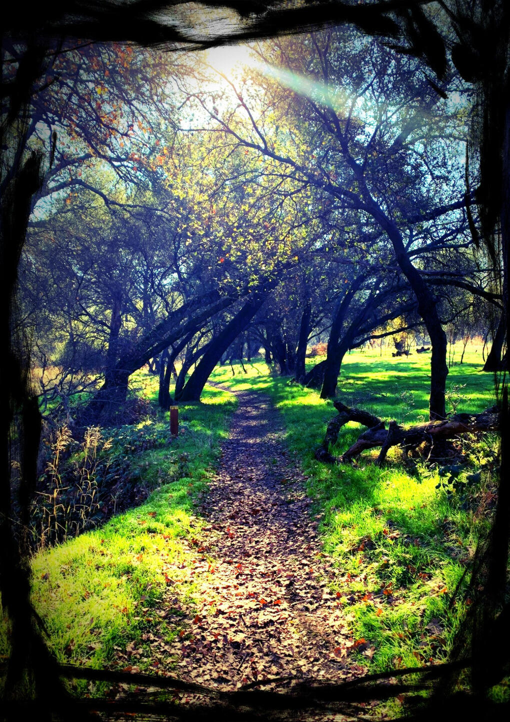 A dirt path between trees with rays of sunlight